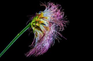 Schamscha花，开花，开花，有毛