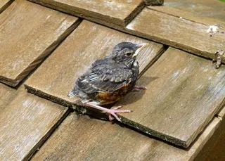 红罗宾，小鸡，年轻，鸟，羽毛，木，屋顶