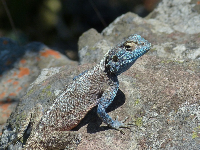 南非，蜥蜴，蓝色，草原，萨凡纳
