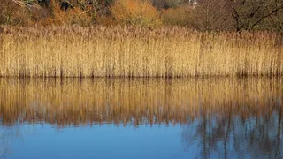 芦苇，光，草，自然，景观，金色