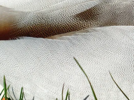 全身羽毛，羽毛，白，绿头野鸭，德雷克，男性