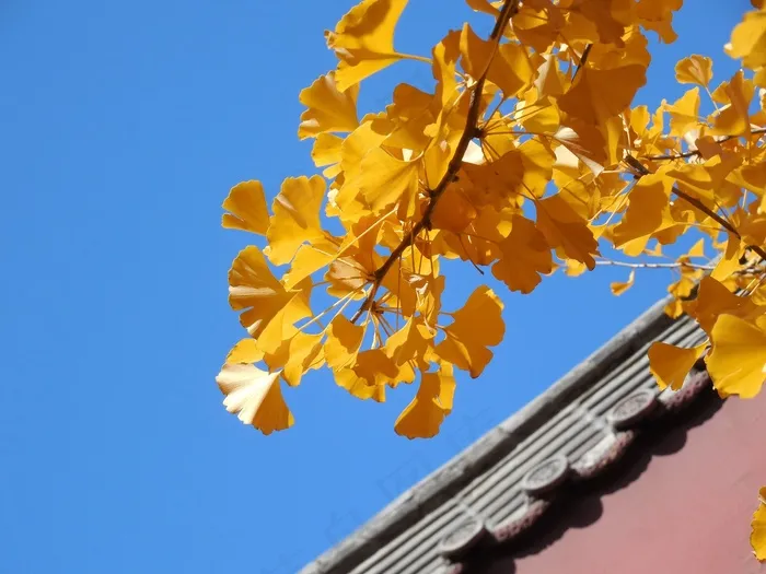 银杏，叶子，秋天，秋季，金，黄色，寺