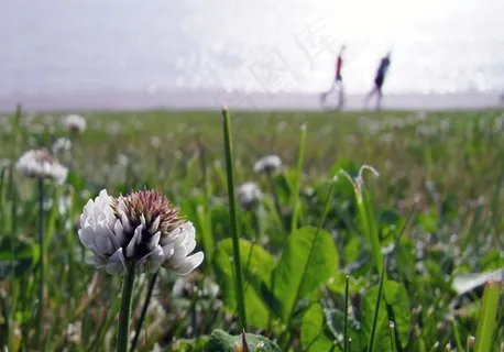 克莱,开花,花,白,春天,步行 克莱,开花,花,白,春天,步行