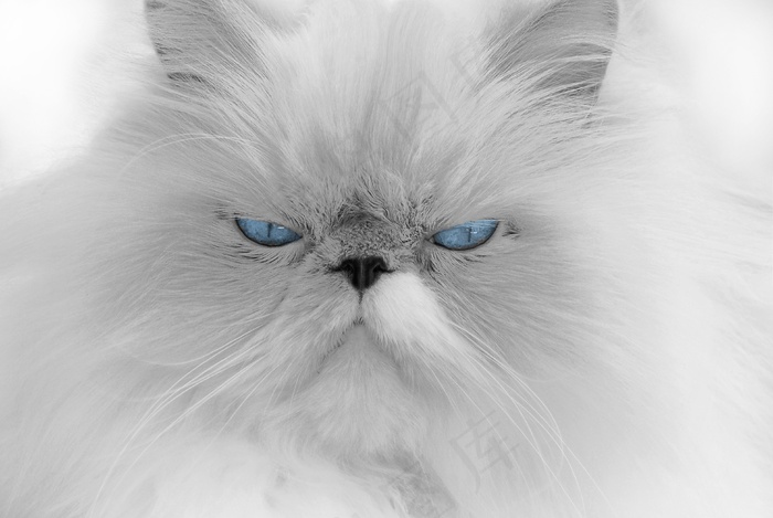 金吉拉猫,波斯猫,喜马拉雅猫,喜玛拉雅猫,t恤,蓝眼睛的白猫的肖像
