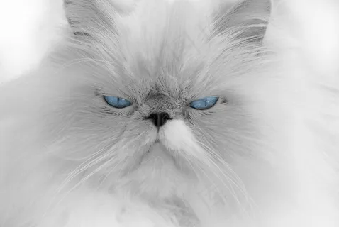 金吉拉猫,波斯猫,喜马拉雅猫,喜玛拉雅猫,t恤,蓝眼睛的白猫的肖像