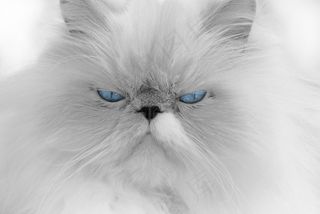 金吉拉猫,波斯猫,喜马拉雅猫,喜玛拉雅猫,t恤,蓝眼睛的白猫的肖像