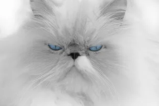 金吉拉猫,波斯猫,喜马拉雅猫,喜玛拉雅猫,t恤,蓝眼睛的白猫的肖像