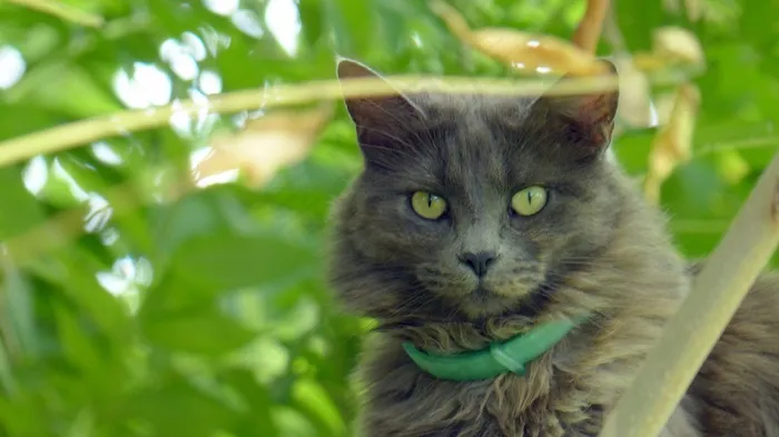 猫，家养，花园，毛皮，猫的，宠物，动物，脸