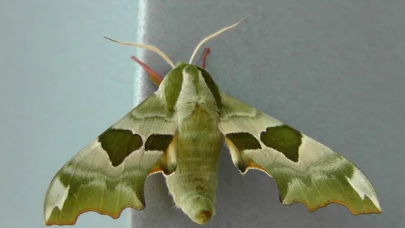 夹竹桃Hawkmoth，蝴蝶，昆虫，动物