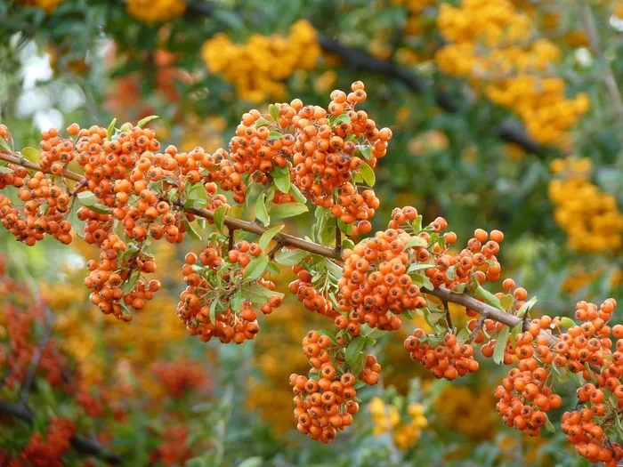 火棘，橙，植物，浆果，布什，Rowanberries
