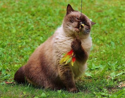 猫，英国短毛猫，戏剧，米氏，纯种，亲爱的