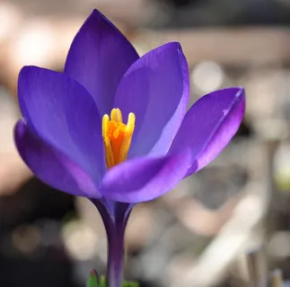番红花,花,开花,厂,春天的花朵 番红花,花,开花,厂,春天的花朵