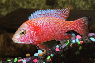 丽鱼科鱼，鱼，孔雀，草莓，红色，鱼鳍，热带