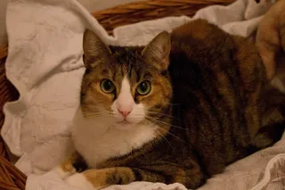 猫，甜，可爱，动物，Mieze，家猫，宠物