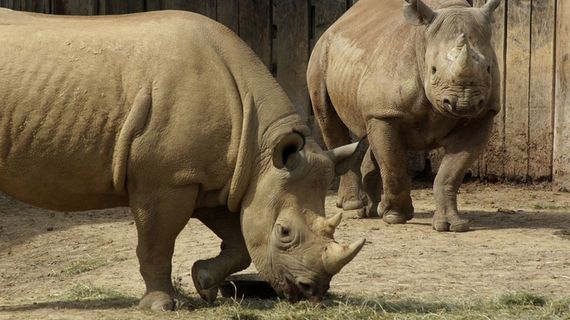 犀牛，角，动物，拓荒，自然，犀牛，角
