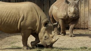 犀牛，角，动物，拓荒，自然，犀牛，角