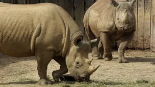 犀牛，角，动物，拓荒，自然，犀牛，角