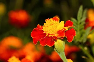 万寿菊，花，开花，红色，黄色，明亮