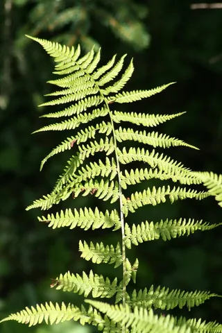 森林，林地植物，蕨类，植物，性质，叶子