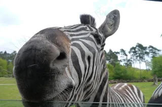斑马，非洲，关闭，洗车机，饲料