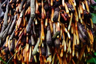 植物，自然，根，颜色