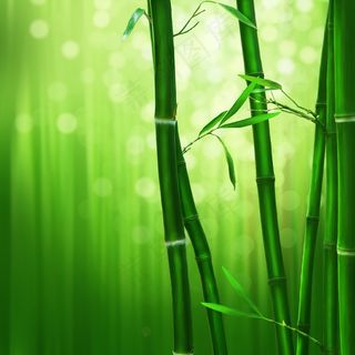 竹，绿色，自然