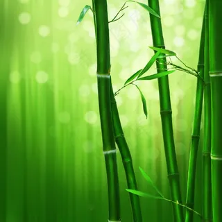 竹，绿色，自然