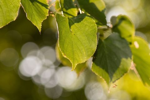 叶子，绿色，性质，散景，背景，太阳晒，日落