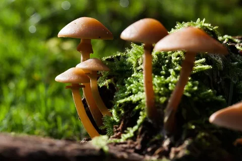 Nameko,Pholiota Mutabilis,蜂蜜黄,屏幕 Nameko,Pholiota Mutabilis,蜂蜜黄,屏幕