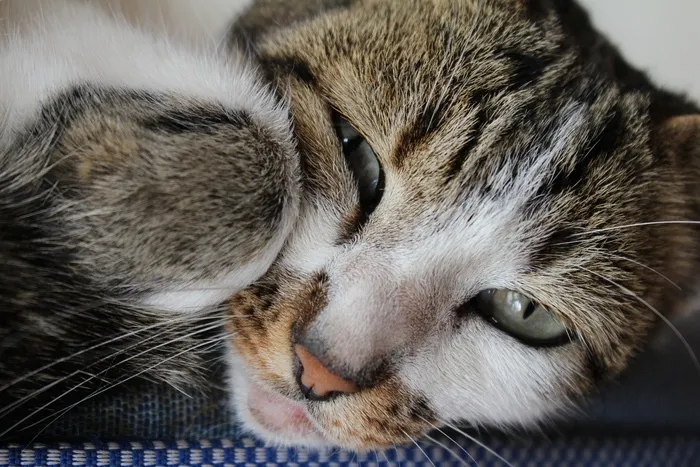 猫，睡眠，动物，猫的，休息，睡眠，可爱