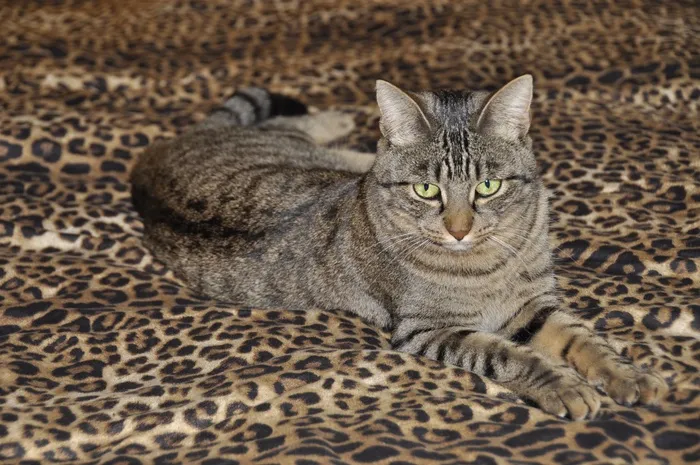 猫，阿迪达斯，家猫