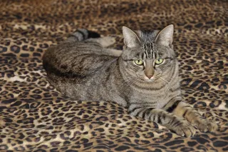 猫，阿迪达斯，家猫