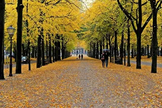 颜色，秋天一棵树，自然