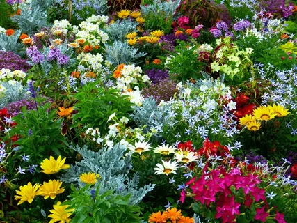 花园,花园,鲜花,夏季花卉 花园,花园,鲜花,夏季花卉