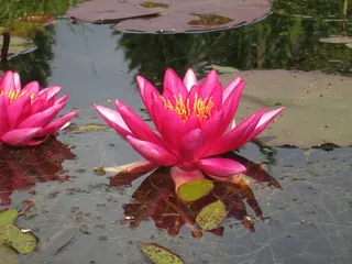 睡莲，水，花园，夏天，叶，红色