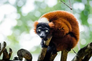 红颈狐猴，野生动物，马达加斯加，自然