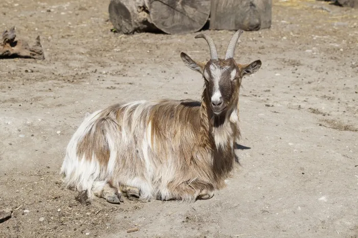 山羊，比利山羊，太阳，关注，晒太阳，哺乳动物