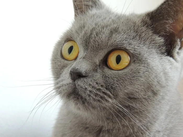 玩具,英国短毛猫,俄罗斯蓝猫,猫,苏格兰折耳猫,好奇猫的肖像