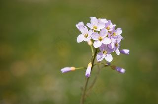 工作服，植物，鲜花，粉红色，性质，关闭，春天