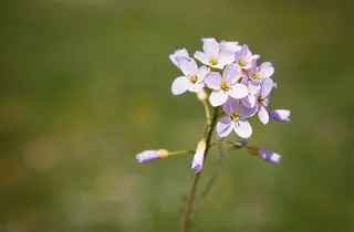 工作服，植物，鲜花，粉红色，性质，关闭，春天