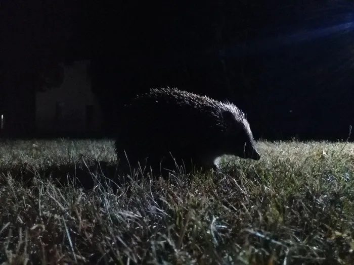 刺猬，夜间，夜，动物，自然