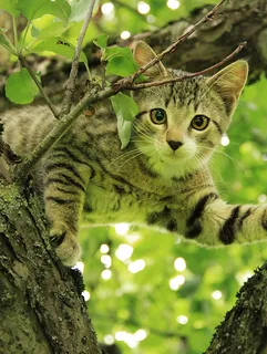 猫,自然,动物 猫,自然,动物