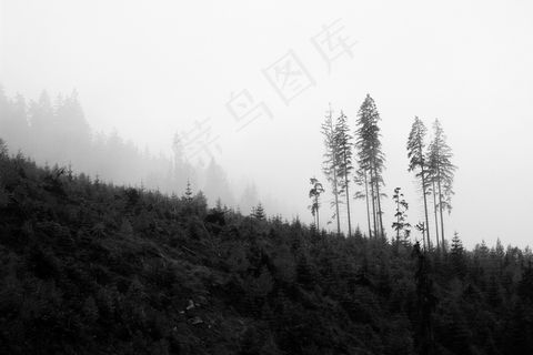 树木，黑色，白色，古代，自然，森林，光