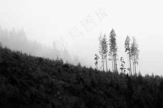 树木，黑色，白色，古代，自然，森林，光