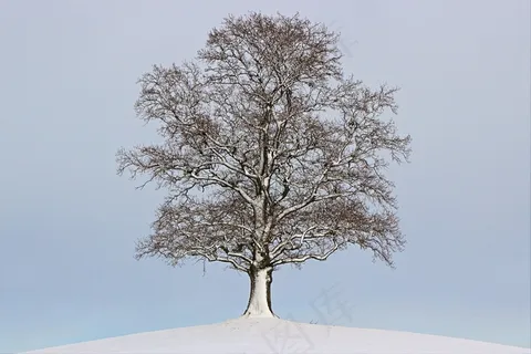 树，冬天，景观，心情，雪，寒冬，自然