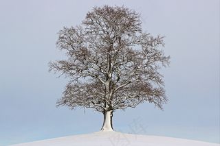 树，冬天，景观，心情，雪，寒冬，自然
