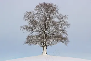 树，冬天，景观，心情，雪，寒冬，自然