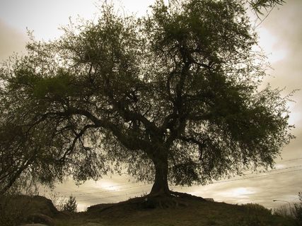 树，背光，秋，独奏，棕褐色，暮光之城，老