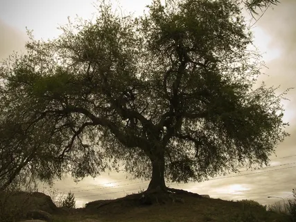 树，背光，秋，独奏，棕褐色，暮光之城，老