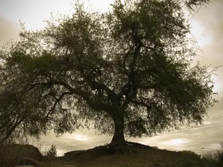 树，背光，秋，独奏，棕褐色，暮光之城，老